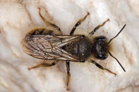 Osmia bicolor / Zweifarbige Schneckenhaus Mauerbiene / Megachilinae ("Blattschneiderbienenartige") / Hautflgler - Hymenoptera
