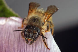 Osmia bicornis / Rote Mauerbiene (syn. Osmia rufa) / Megachilinae ("Blattschneiderbienenartige")