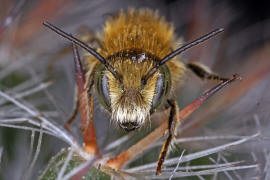Osmia caerulescens (Männchen) / Blaugrüne Mauerbiene / Megachilinae ("Blattschneiderbienenartige") / Hautflügler - Hymenoptera