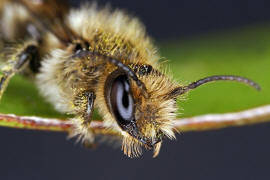 Chelostoma florisomne (= Osmia florisomnis) / Hahnenfuß-Scherenbiene (Männchen) / "Blattschneiderbienenartige" - Megachilidae / Ordnung: Hautflügler - Hymenoptera