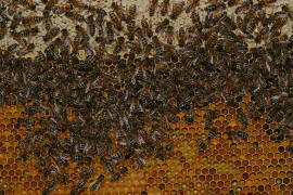 Honigbienen auf Wabe im Stock