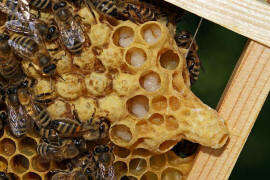 Honigbienen auf Schwarmzellen im Stock