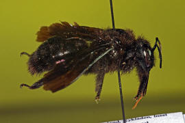 Xylocopa valga / Schwarzfühler Holzbiene / Östliche Holzbiene / Apinae - Echte Bienen / Hautflügler - Hymenoptera