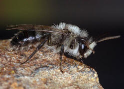 Andrena cineraria / Grauschwarze Dstersandbiene / Andreninae (Sandbienenartige)