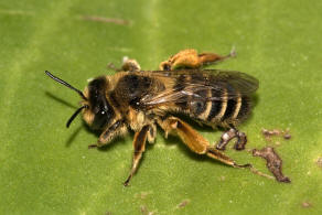 Andrena flavipes / Gewöhnliche Bindensandbiene / Gemeine Erdbiene (Männchen)