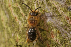 Andrena haemorrhoa / Rotschopfige Sandbiene / Andreninae (Sandbienenartige) - Männchen