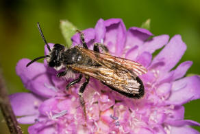 Andrena hattorfiana / Knautien-Sandbiene / Andrenidae (Sandbienenartige) / Hautflgler - Hymenoptera