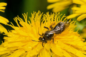 Andrena (Chlorandrena) humilis / Gewhnliche Drnchensandbiene / Andrenidae (Sandbienenartige) / Hautflgler - Hymenoptera