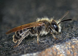 Andrena proxima / Frühe Doldensandbiene / Andreninae (Sandbienenartige) / Hautflügler - Hymenoptera
