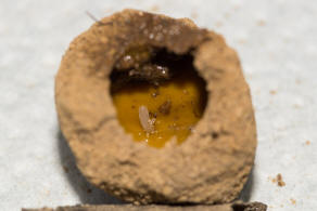 Andrena vaga / Groe Weiden-Sandbiene / Andrenidae - Sandbienenartige / Ordnung: Hautflgler - Hymenoptera