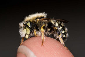 Anthidium punctatum / Weißfleckige Wollbiene / Megachilidae / Blattschneiderbienenartige / Hautflügler - Hymenoptera