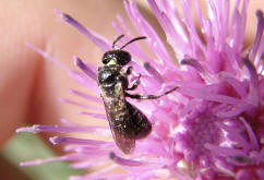 Ceratina cyanea / Blaue Keulenhornbiene / Apinae (Echte Bienen)