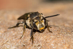 Coelioxys conoidea / Sandrasen-Kegelbiene / Megachilidae / Ordnung:  Hautflgler - Hymenoptera