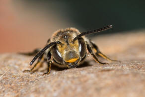 Coelioxys conoidea / Sandrasen-Kegelbiene / Megachilidae / Ordnung:  Hautflgler - Hymenoptera