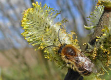 Colletes cunicularius / Frühlings-Seidenbiene / Colletinae ("Seidenbienenartige")