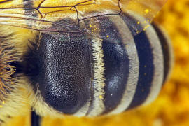 Colletes similis / Rainfarn Seidenbiene / Colletinae - "Seidenbienenartige" / Ordnung: Hautflügler - Hymenoptera