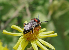 Epeolus variegatus / Filzbiene / Apinae (Echte Bienen)
