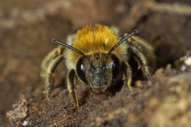 Eucera nigrescens (syn. E. tuberculata) / Mai-Langhornbiene / Apinae (Echte Bienen) / Ordnung: Hautflgler - Hymenoptera