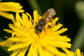 Halictus scabiosae / Gelbbinden-Furchenbiene / Schmal- / Furchenbienen - Halictidae / Ordnung: Hautflgler - Hymenoptera