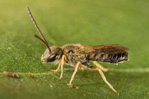 Halictus tumulorum / Gewöhnliche Goldfurchenbiene / Schmal- / Furchenbienen - Halictidae / Ordnung: Hautflügler - Hymenoptera