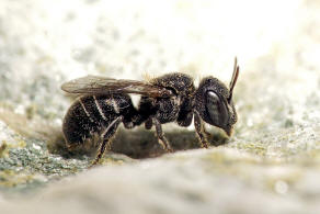 Heriades (Michenerella) punctulifera Schletterer, 1889 / Megachilidae ("Blattschneiderbienenartige") - Osmiini / Hautflügler - Hymenoptera