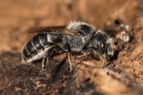 Hoplitis adunca / Natternkopf-Mauerbiene / Megachilinae ("Blattschneiderbienenartige") / Hautflgler - Hymenoptera