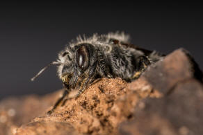 Hoplitis adunca / Natternkopf-Mauerbiene / Megachilinae ("Blattschneiderbienenartige") / Hautflgler - Hymenoptera