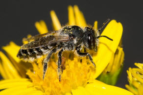 Megachile argentata / Filzzahn-Blattschneiderbiene / Megachilidae ("Blattschneiderbienenartige") / Hautflgler - Hymenoptera