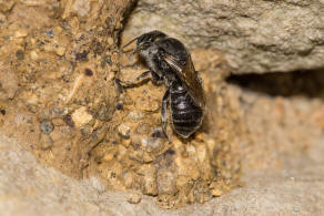 Hoplitis anthocopoides / Matte Natternkopfbiene / Megachilidae ("Blattschneiderbienenartige") / Hautflgler - Hymenoptera