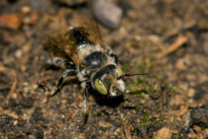 Hoplitis ravouxi / Franzsische Felsenbiene / Megachilidae - Blattschneiderbienenartige / Hautflgler - Hymenoptera