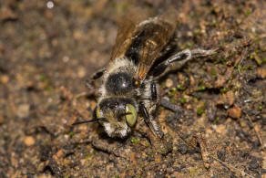 Hoplitis ravouxi / Franzsische Felsenbiene / Megachilidae - Blattschneiderbienenartige / Hautflgler - Hymenoptera