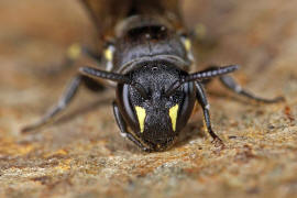 Hylaeus difformis / Beulen-Maskenbiene / Colletinae - "Seidenbienenartige" / Ordnung: Hautflügler - Hymenoptera