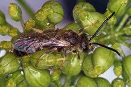 Lasioglossum calceatum / Gewöhnliche Schmalbiene / Schmal- / Furchenbienen - Halictidae / Ordnung: Hautflügler - Hymenoptera