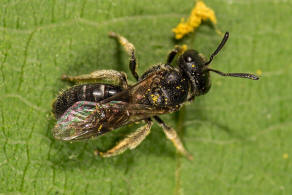 Lasioglossum interruptum / Schwarzrote Schmalbiene / Schmal- / Furchenbienen - Halictidae / Hautflügler - Hymenoptera