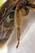 Lasioglossum malachurum / Feldweg-Schmalbiene (Hinterbein) / Halictinae ("Furchenbienenartige")