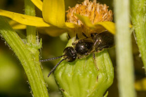 Lasioglossum monstrificum / Wangendorn-Schmalbiene / Schmal- / Furchenbienen - Halictidae / Hautflgler - Hymenoptera