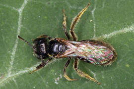 Lasioglossum politum / Polierte Schmalbiene / Schmal- / Furchenbienen - Halictidae / Ordnung: Hautflügler - Hymenoptera