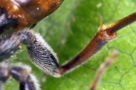 Nomada fabriciana / Rote Wespenbiene / Apinae - Echte Bienen / Ordnung: Hautflügler - Hymenoptera