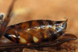 Nomada fabriciana / Rote Wespenbiene / Apinae - Echte Bienen / Ordnung: Hautflügler - Hymenoptera