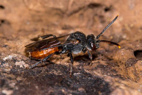 Nomada fabriciana / Rotschwarze Wespenbiene / Apidae - Echte Bienen / Ordnung: Hautflügler - Hymenoptera