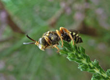 Nomada rufipes / Heide-Wespenbiene / Apinae (Echte Bienen)