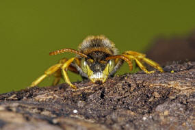 Nomada sexfasciata / Langkopf-Wespenbiene / Apidae (Echte Bienen) / Ordnung: Hautflügler - Hymenoptera