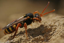 Nomada bifasciata / Rotbäuchige Wespenbiene / Apinae (Echte Bienen) / Ordnung: Hautflügler - Hymenoptera