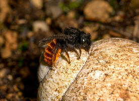 Osmia bicolor / Zweifarbige Schneckenhaus Mauerbiene / Megachilinae ("Blattschneiderbienenartige") / Hautflgler - Hymenoptera
