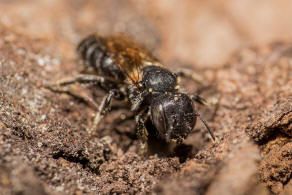 Hoplitis claviventris (syn. Osmia claviventris) / Gelbspornige Stängelbiene / Megachilinae ("Blattschneiderbienenartige") / Hautflügler - Hymenoptera