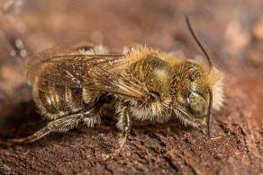 Osmia gallarum / Gallen-Mauerbiene / Megachilidae ("Blattschneiderbienenartige") / Hautflügler - Hymenoptera