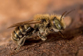 Osmia gallarum / Gallen-Mauerbiene / Megachilidae ("Blattschneiderbienenartige") / Hautflügler - Hymenoptera
