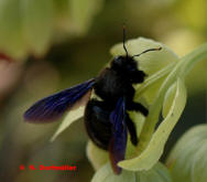 Xylocopa violacea / Blauschwarze Holzbiene / Apinae (Echte Bienen) - Foto: N. Dorfmüller