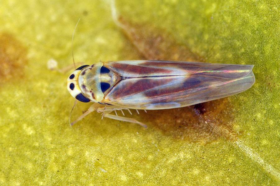Arboridia ribauti / Hakenblattzikade / Zwergzikaden - Cicadellidae / Blattzikaden - Typhlocybinae / Unterordnung: Rundkopfzikaden - Cicadomorpha  