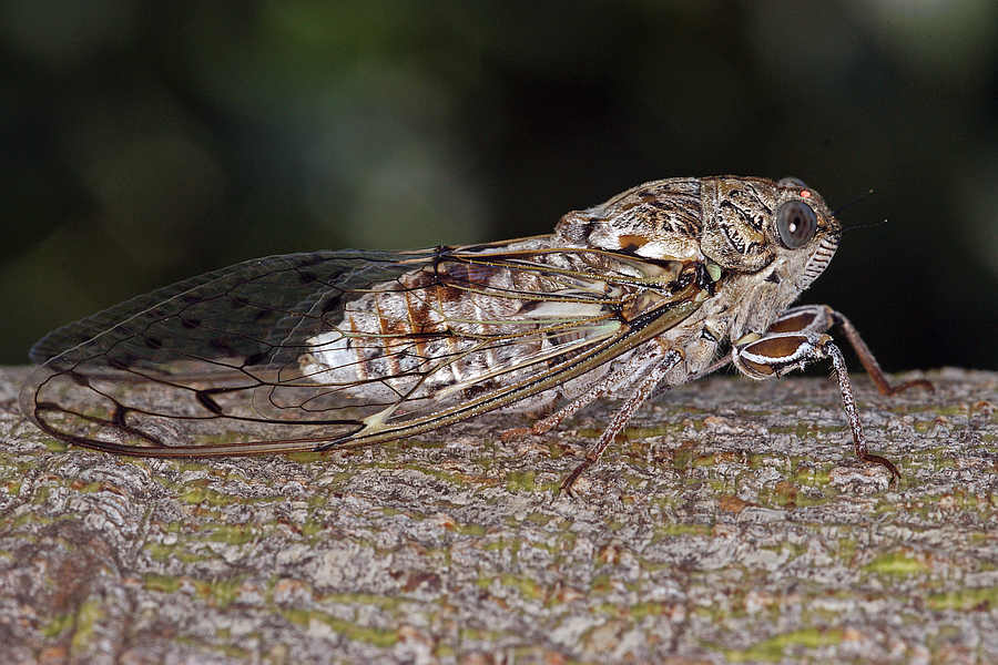 Cicada orni / Manna-Zikade / Eschenzikade / Manna-Singzikade / Singzikaden - Cicadidae / Rundkopfzikaden - Cicadomorpha